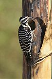 Ladder-backed Woodpecker